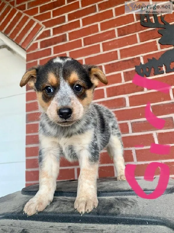 Blue Heeler puppies