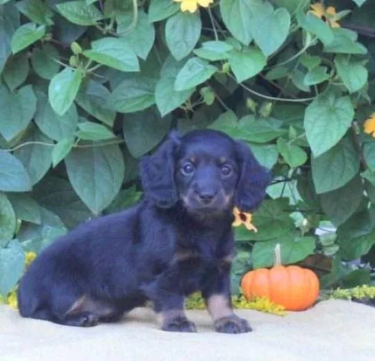 Miniature Dachshund puppy