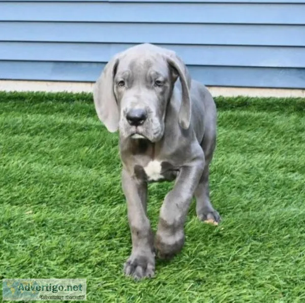 Adorable Great Dane Puppy