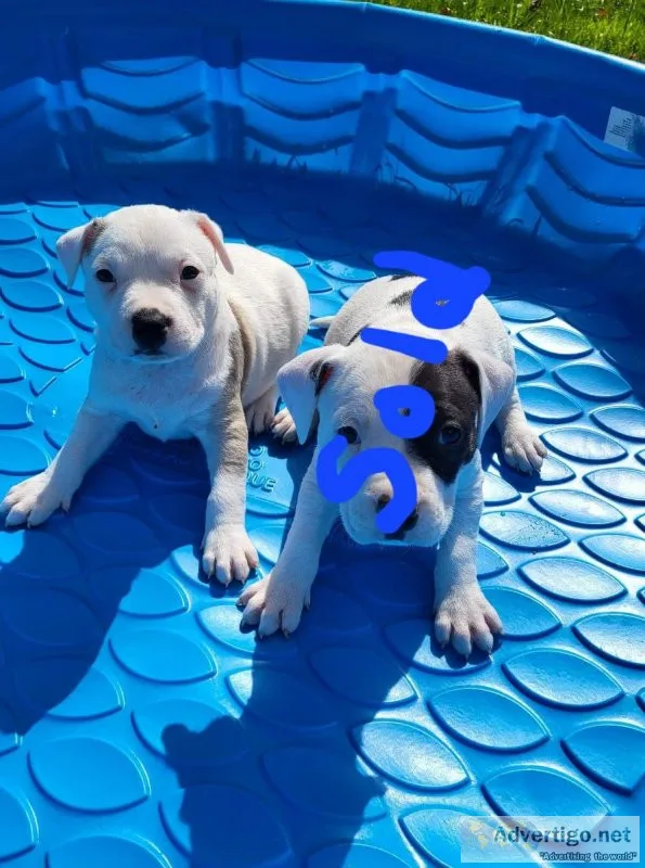 American Bully Puppies