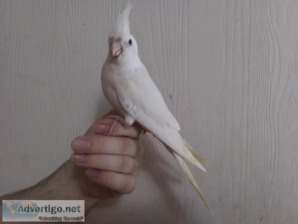 Cockatiel -Albino white faced Lutino 6 way split