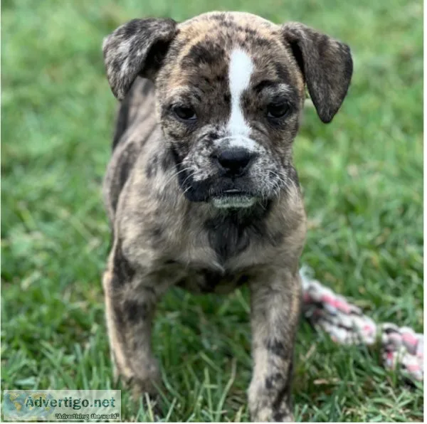 olde english bulldogge