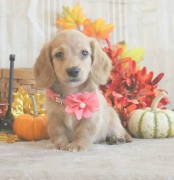 Cute Miniature Dachshund puppy