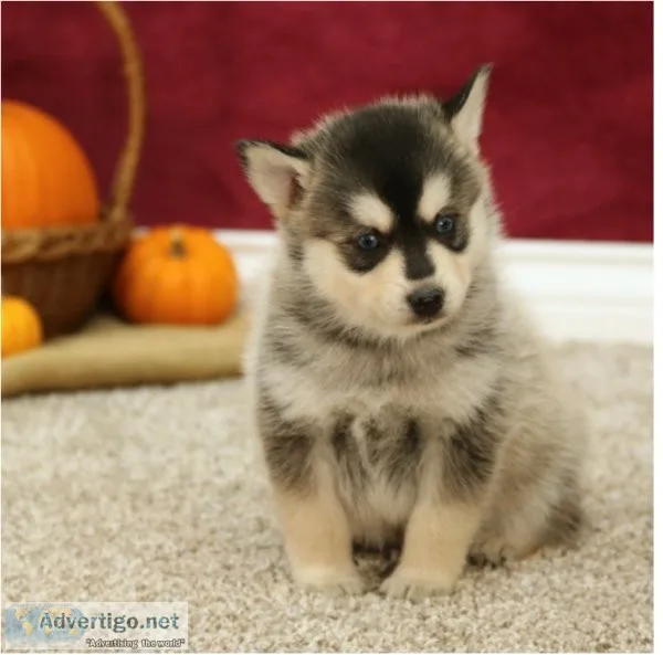 Pomsky puppies