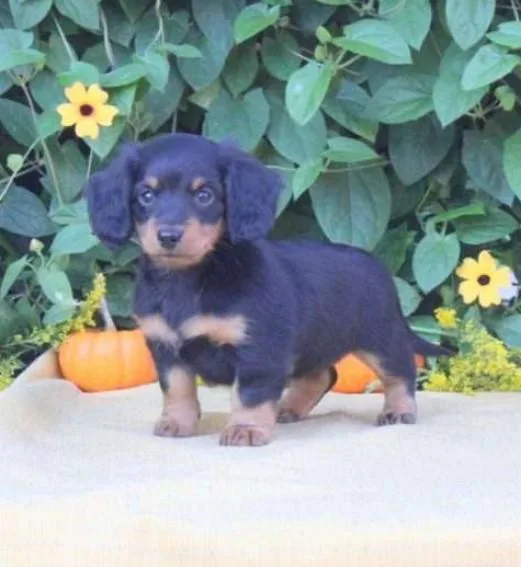Lovable Miniature Dachshund puppy