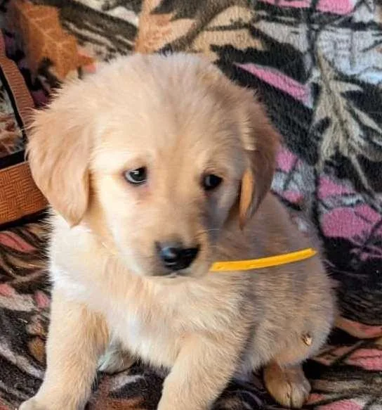 An AKC Golden Retriever puppies