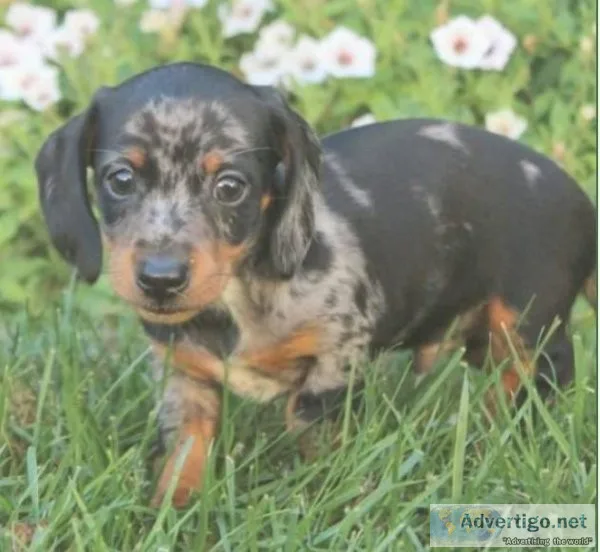 Spunky Mini Dachshund puppy