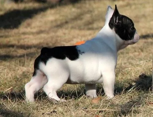 SS FRENCH BULLDOG PUPPIES FOR ADOPTION PLEASE CONTACT ASAP