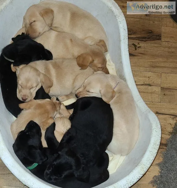 Labrador Retiever Pups