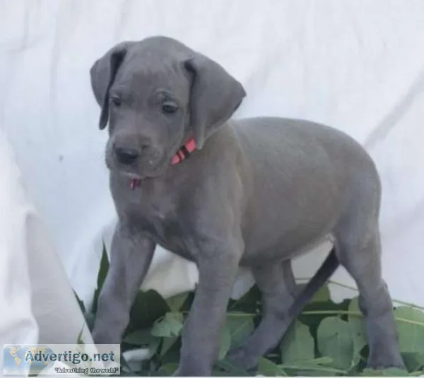 Beautiful Blue eyed Great Dane Puppy