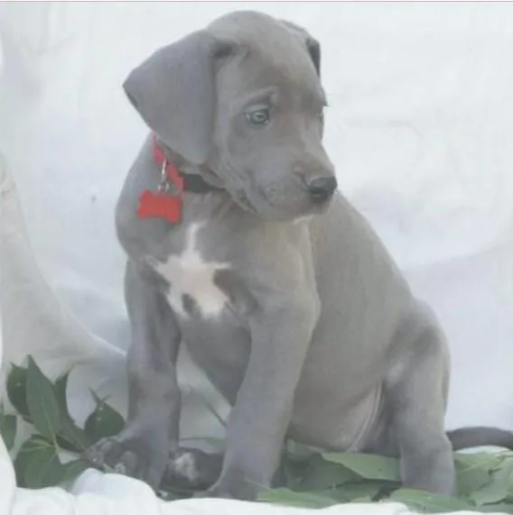Blue eyed Great Dane Puppy