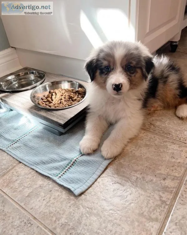 Australian Shepherd Puppies ready