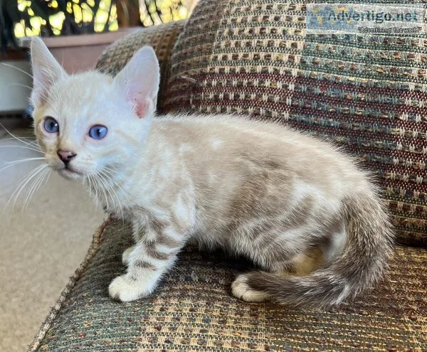 Bengal kittens