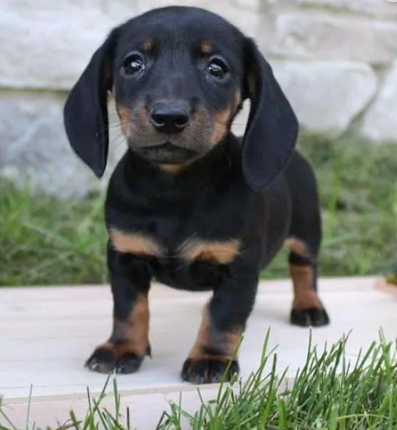 Petite Dachshund puppy
