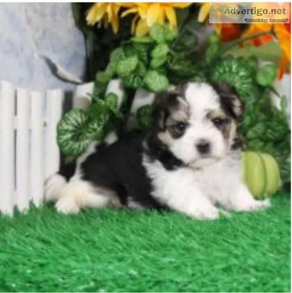 Morkie puppies