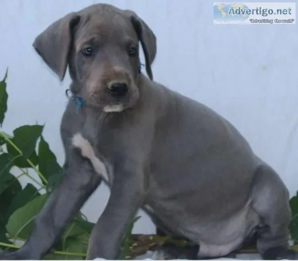 Beautiful Blue eyed Great Dane Puppy