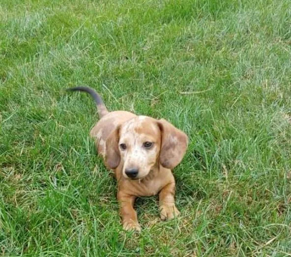 An adorable Dachshund puppy