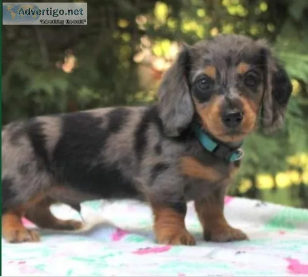 little Dachshund puppy