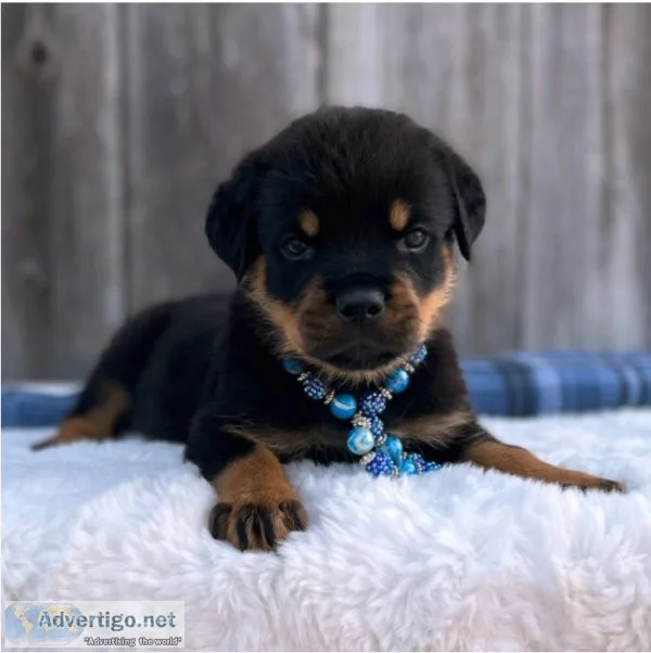 Rottweiler puppies