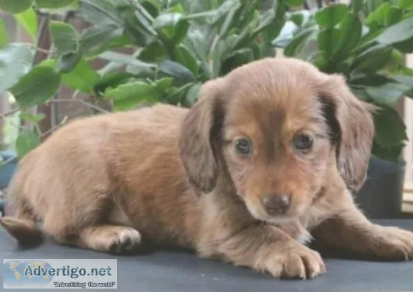 Little Dachshund puppy