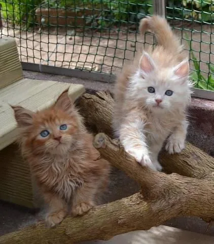 Registered Cute Maine coon kittens