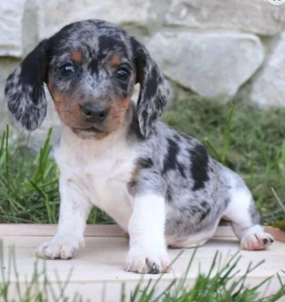 Petite Dachshund puppP