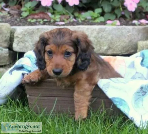 Dachshund puppy Near me
