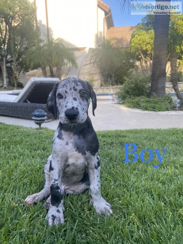 Great Dane puppies