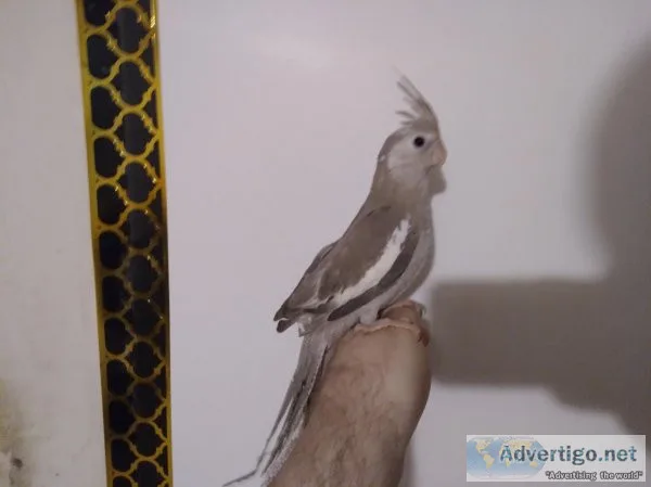 White Faced Cinnamon Cockatiel