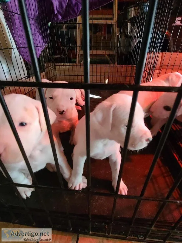 Puppies