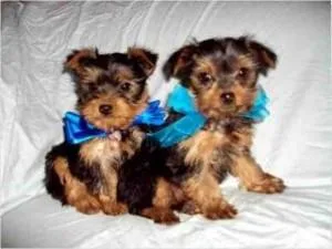 Weeny - Tiny Tea cup Yorkshire Terrier Female 400.00