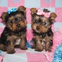 Gorgeous home trained Yorkiey babies for your home