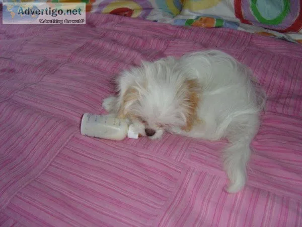 half Maltese half poodle (Maltipoo