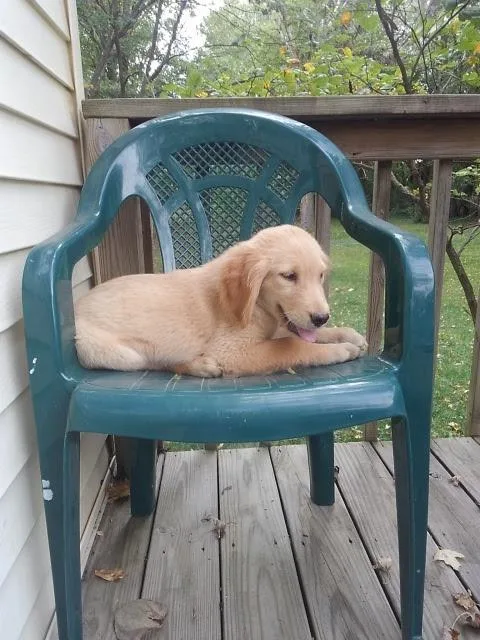 Adorable AKC Golden retriever puppies