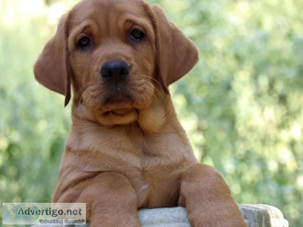 Fox Red Labrador Retrievers