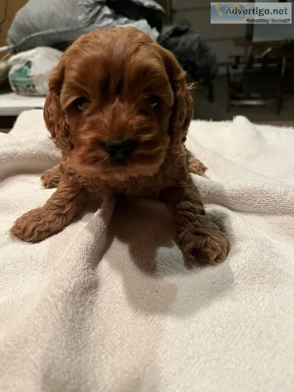 Cockapoo puppies