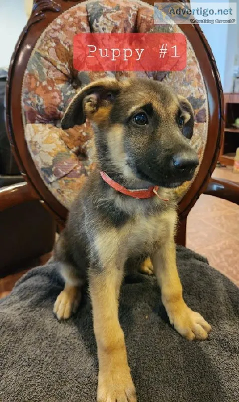 German shepherd puppies