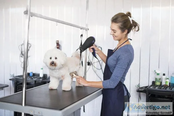 Pet Grooming Katy  Top Pet Grooming Salon  Salty Dawg Pet Salon