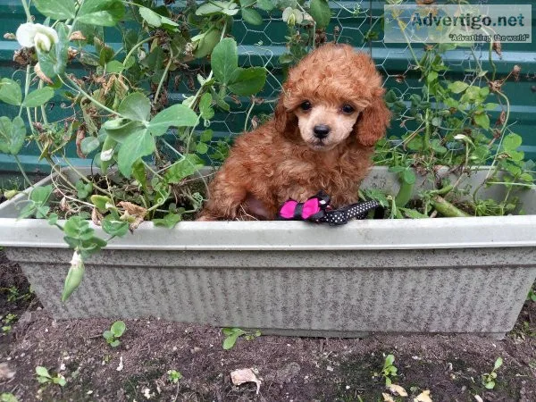 Toy Poodle