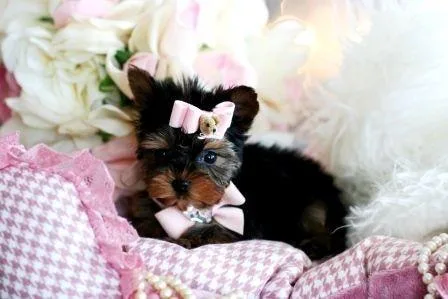 Home and potty trained Yorkie puppies for adoption