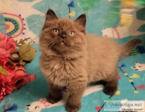 Ragdolls and ragmuffins