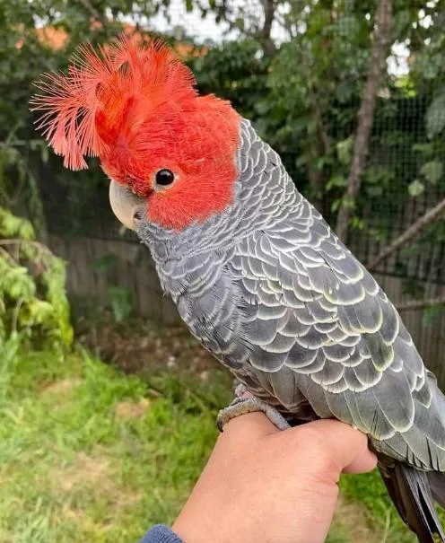 Cockatoo