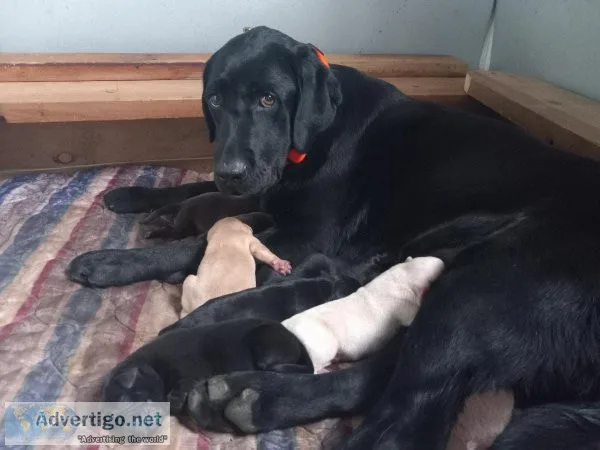 AKC LABRADOR RETRIEVER PUPPIES