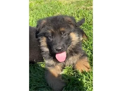 zues AKC German Shepherd Puppies