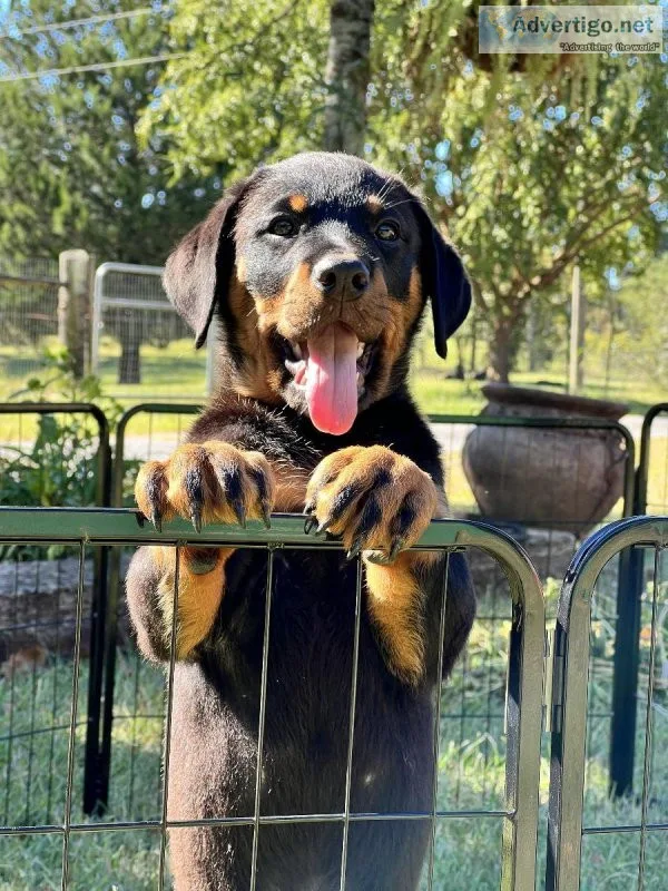 Rottweiler Puppies