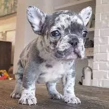 french bull dog puppy for sale