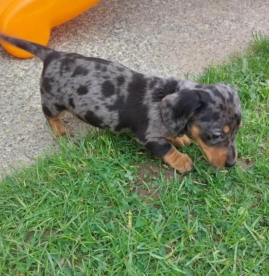 Adorable  Dapple Dachshund  puppies