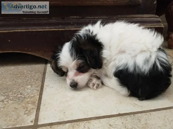 Sweet Little Male YorkiePoo Tri-color