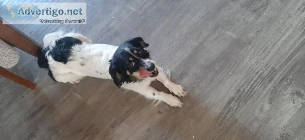 Found dogs
