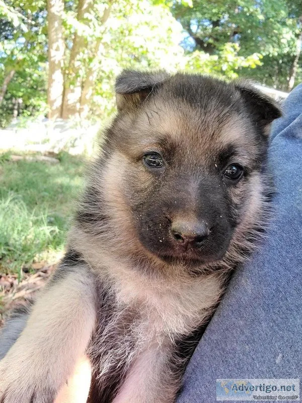 CKC German shepherd puppies